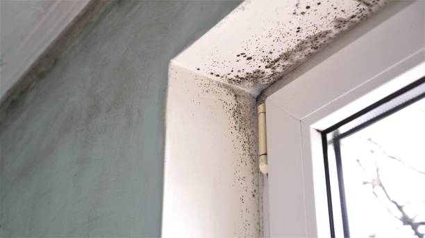 Best Bathroom Mold Remediation in Long Neck, DE