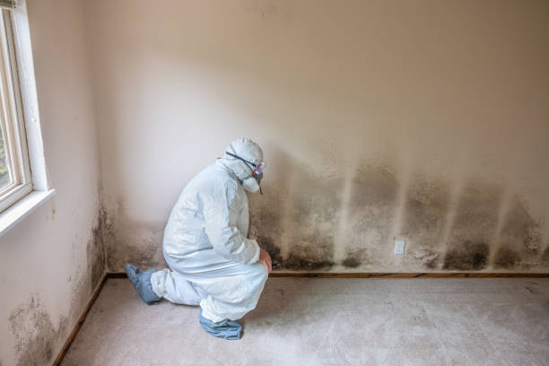 Best Residential Mold Remediation in Long Neck, DE